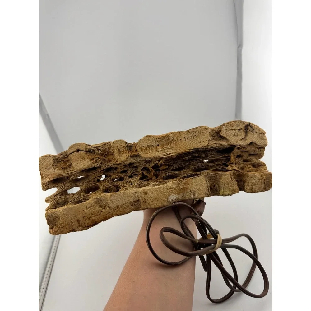 Cholla Cactus Lamp Rustic Desert‎ Decor Table Lamp Unique Accent Lighting